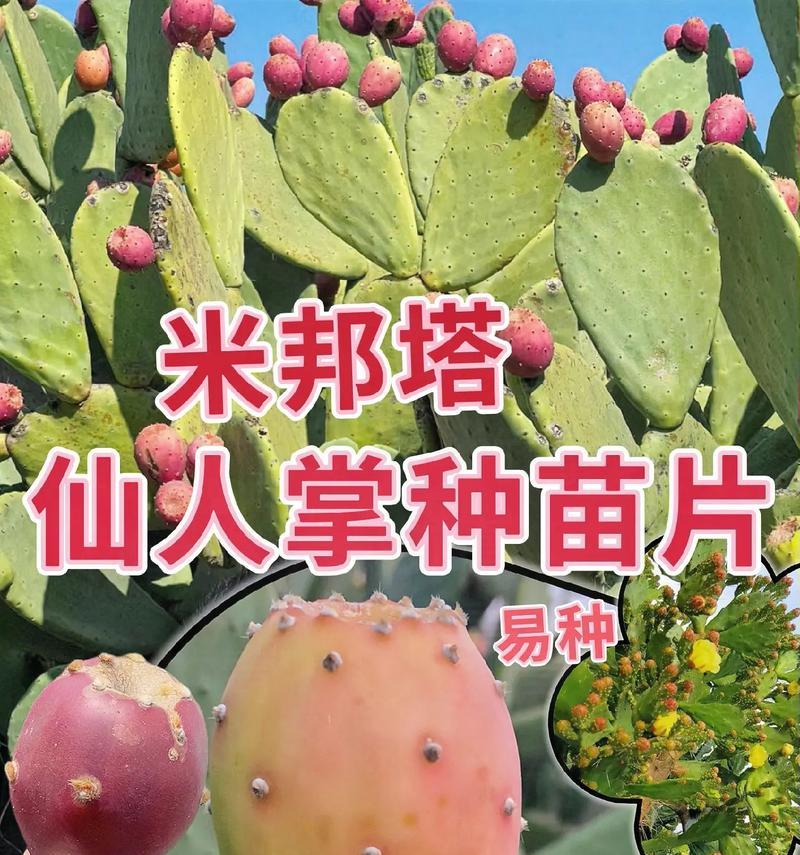大型仙人掌白牛角种植方法是什么？需要多大空间？