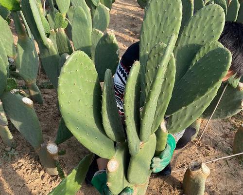 大型仙人掌白牛角种植方法是什么？需要多大空间？