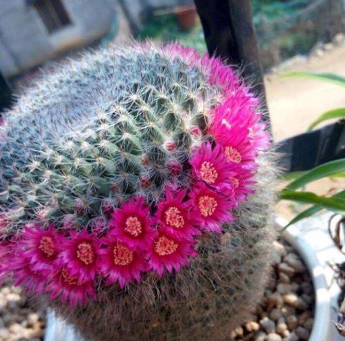 小鱼仔仙人球开花的养殖条件？