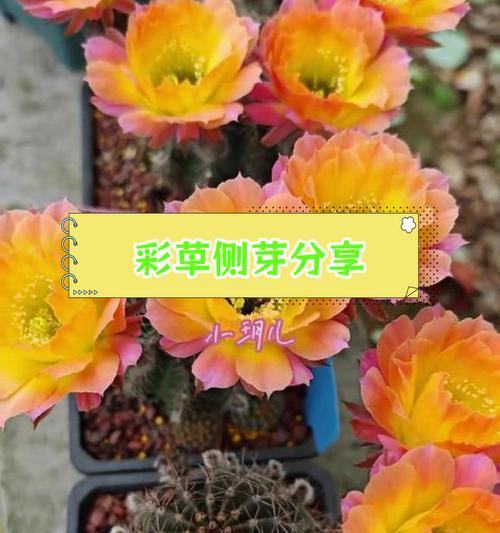 小鱼仔仙人球开花的养殖条件？