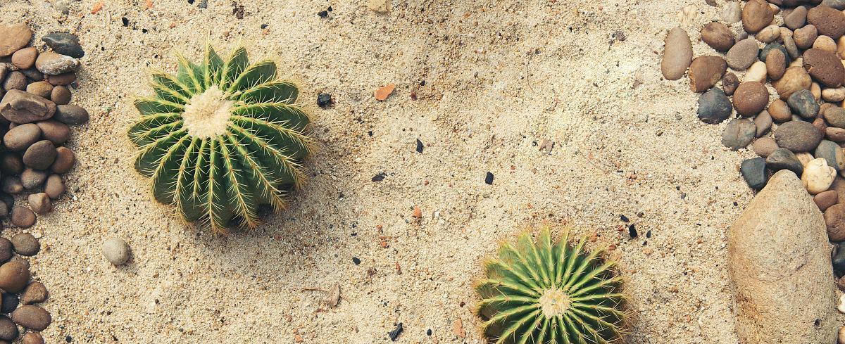 仙人掌种植时使用沙子有什么好处？最佳种植方法是什么？