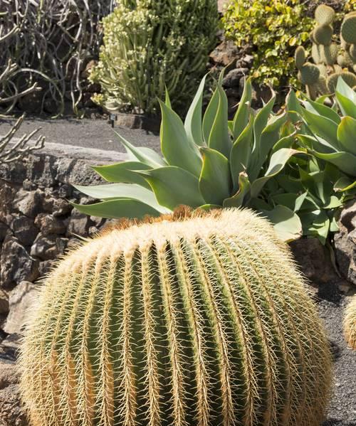 仙人掌种植时使用沙子有什么好处？最佳种植方法是什么？