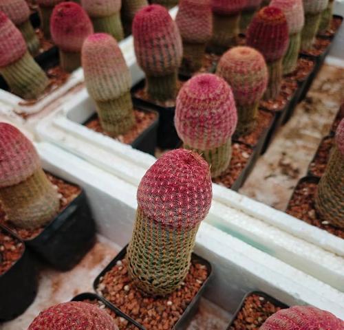如何图文解释开花的仙人球？