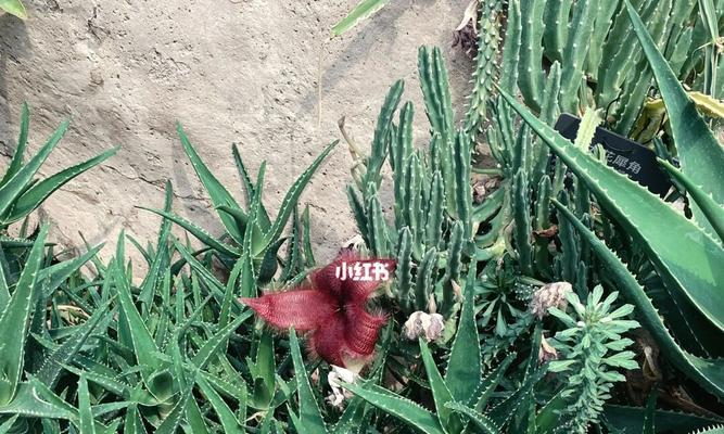 毛茸茸仙人掌怎么修剪？修剪技巧有哪些？