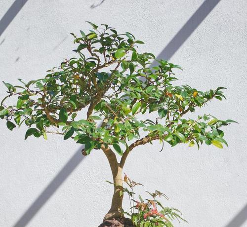 毛茸茸仙人掌怎么修剪？修剪技巧有哪些？