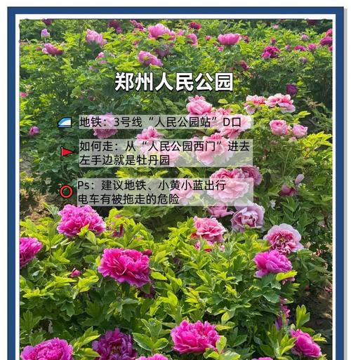 牡丹花修剪的最佳时机是什么时候？