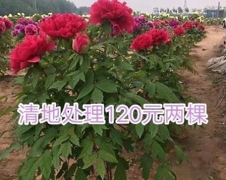 牡丹花修剪的最佳时机是什么时候？