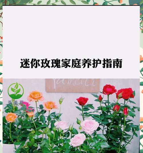 不带露珠的玫瑰花如何保持新鲜？养殖技巧有哪些？