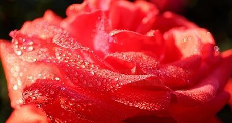 不带露珠的玫瑰花如何保持新鲜？养殖技巧有哪些？