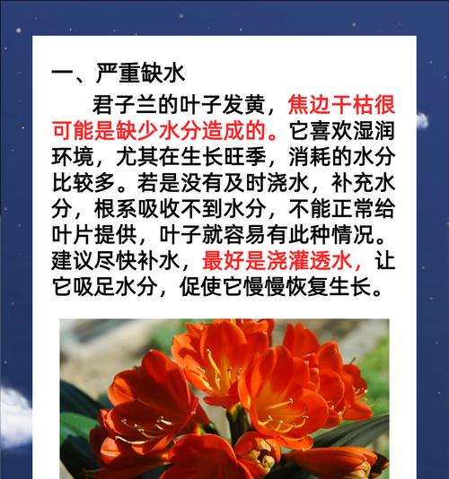 君子兰叶子干枯了怎么办？如何预防？