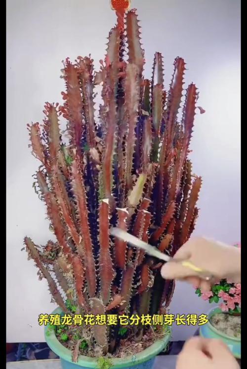 椰壳砖种植君子兰有哪些注意事项？
