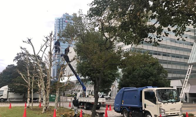 仙人掌果树老苗养护管理方法是什么？