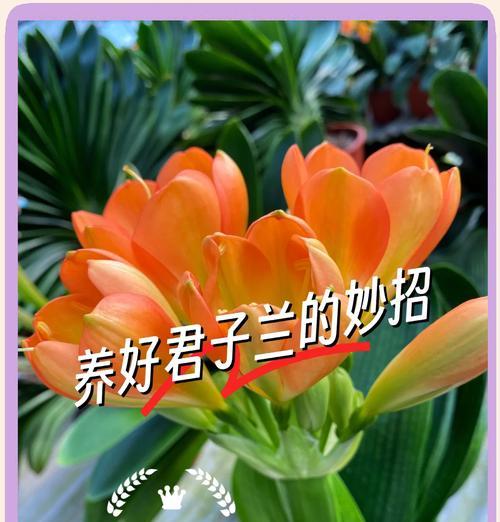多肉君子兰的养护技巧有哪些？