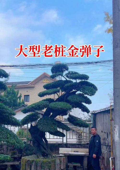 相思梅代表了哪种情感？