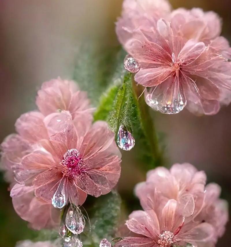蓝铃花的花语是什么意思？蓝铃花代表了什么？