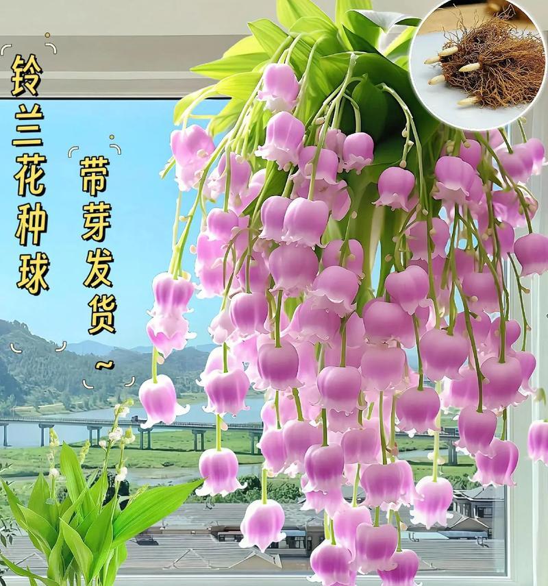 蓝铃花的花语是什么意思？蓝铃花代表了什么？