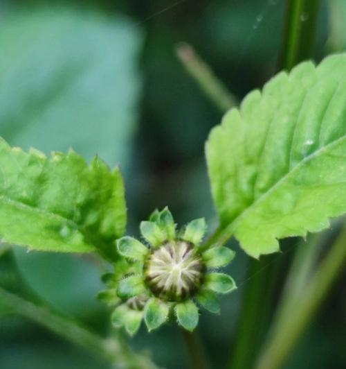 鬼针草的花语是什么？鬼针草代表什么？
