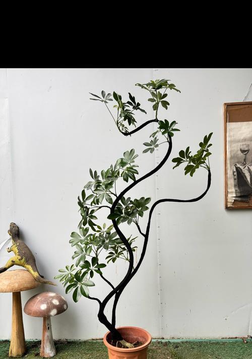 鸭脚木绿植的花语有何特殊含义？