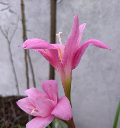 风雨兰的花语代表什么？