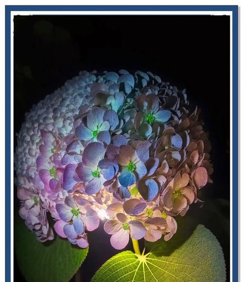 大花绣球的花语有哪些含义？它象征着什么？