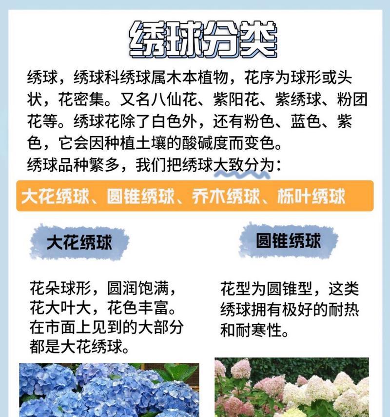 大花绣球的花语有哪些含义？它象征着什么？