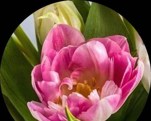 大花绣球的花语有哪些含义？它象征着什么？