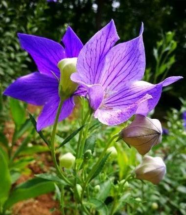九朵桔梗的花语是什么？它传递了怎样的情感？