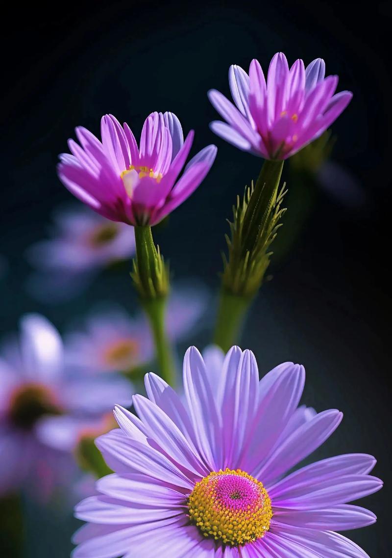 老街小雏菊的花语有何特殊含义？