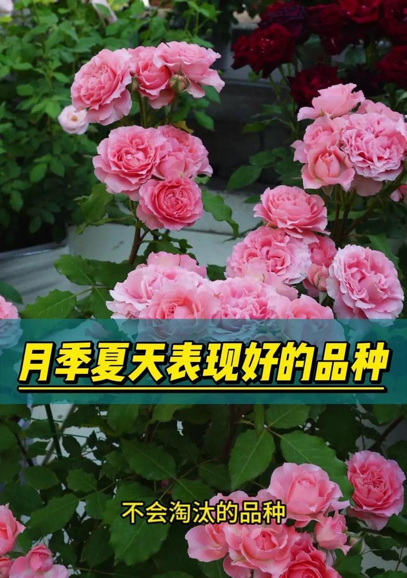 月季花的最新花语有哪些变化？