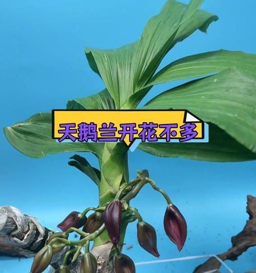 鹅头兰花的花语是什么呢？鹅头兰在花语中代表什么？