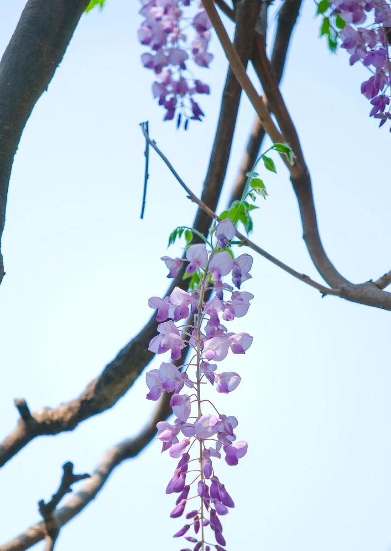 紫藤萝花语代表什么含义？