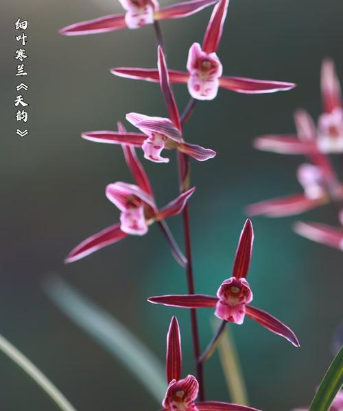 兰花含香公主的花语有何深意？