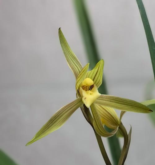 兰花含香公主的花语有何深意？