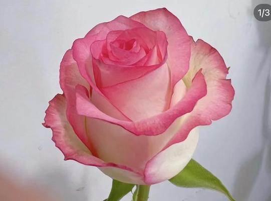 艾莎玫瑰象征着什么？它的花语有何特别之处？
