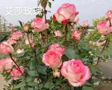 艾莎玫瑰象征着什么？它的花语有何特别之处？