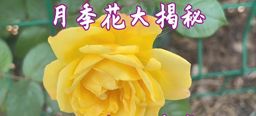 月季花语和其功效有哪些？