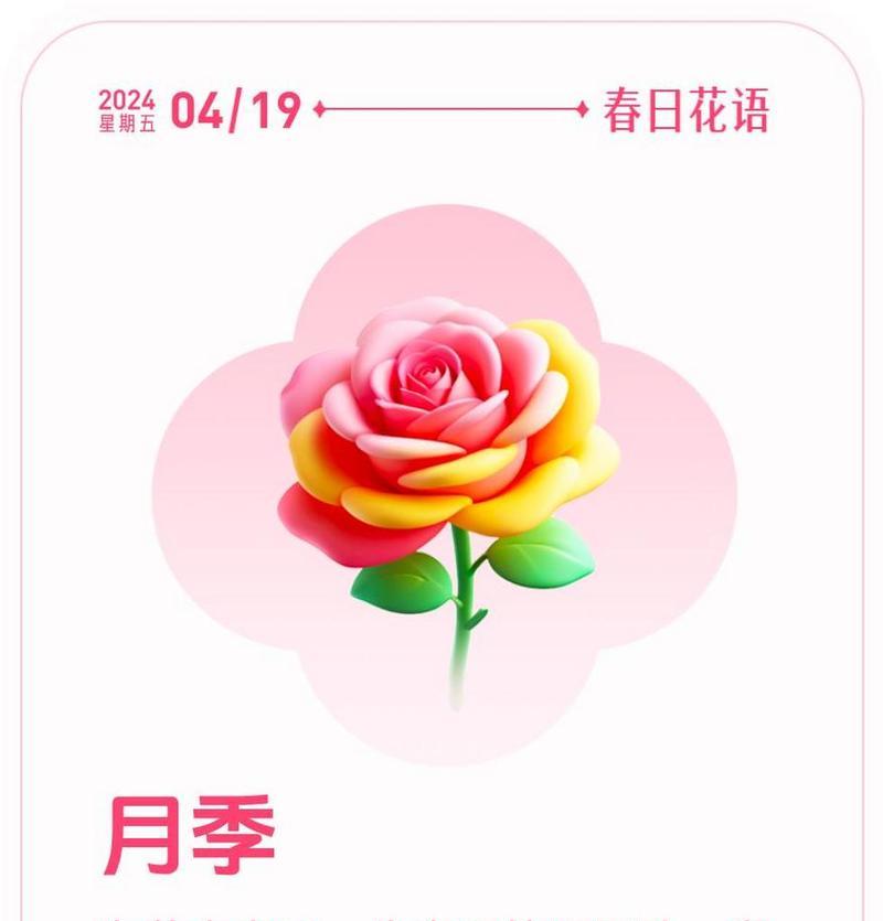 月季花语和其功效有哪些？