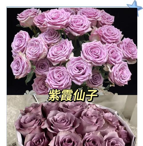 哪些小众花的花语既常见又浪漫？如何挑选？