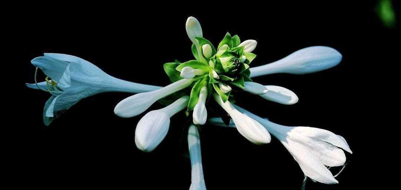 玉簪花的寓意和花语是什么？它代表了什么？