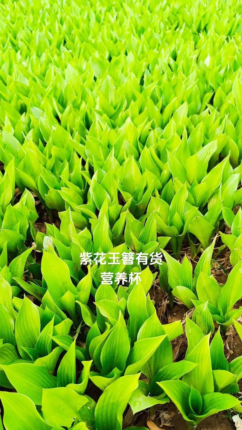 玉簪花的寓意和花语是什么？它代表了什么？