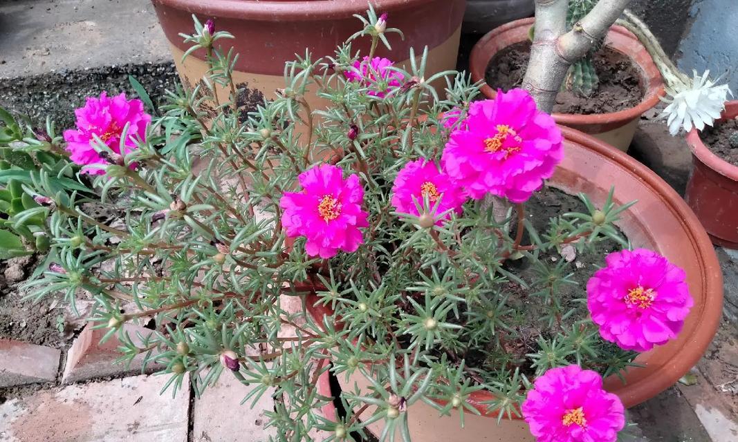 小仙女番茄花语是什么意思啊？这种花的寓意是什么？