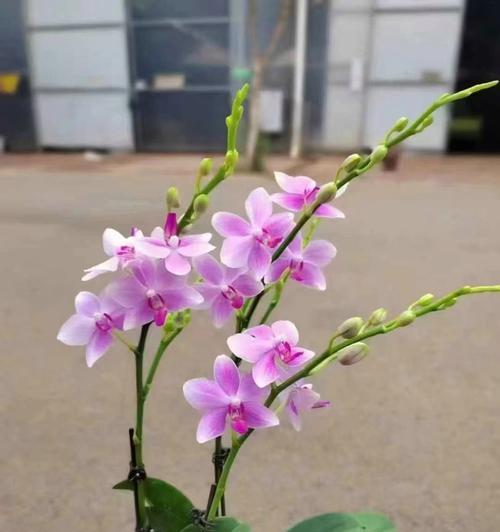蝴蝶兰的花语有哪些经典名句？代表什么？