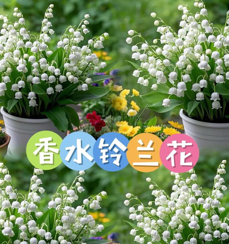 水仙铃兰花语是什么？这种花如何传达情感？