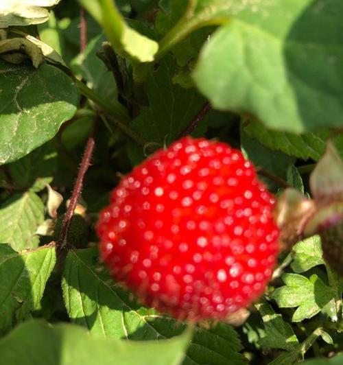 红草莓代表了什么情感？