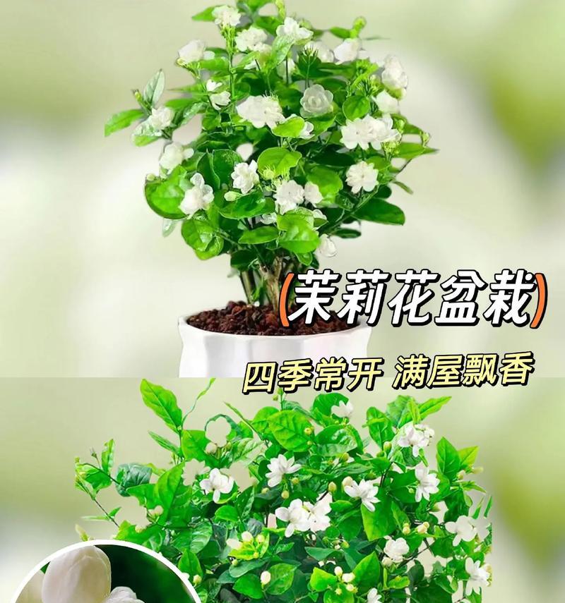 哪种花的花语比茉莉更美好？