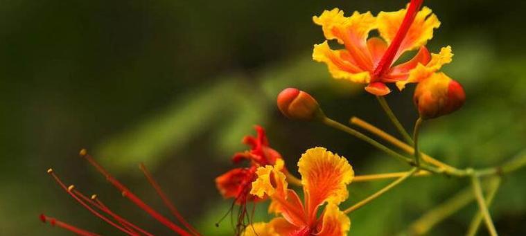 凤凰花的花语是什么？凤凰花象征吉祥有何寓意？