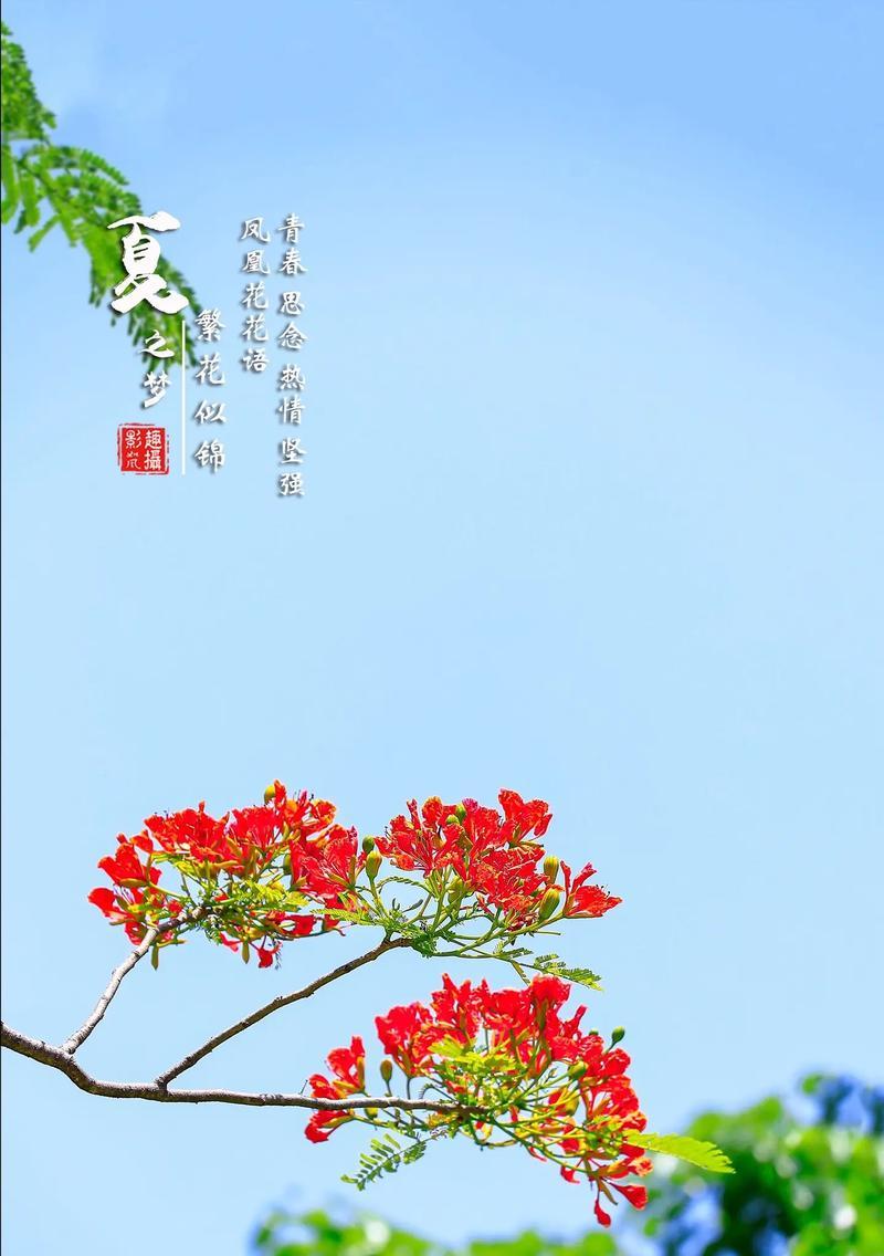 凤凰花的花语是什么？凤凰花象征吉祥有何寓意？