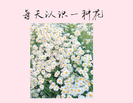 雏菊的花语与弹琴有何关联？含义是什么？