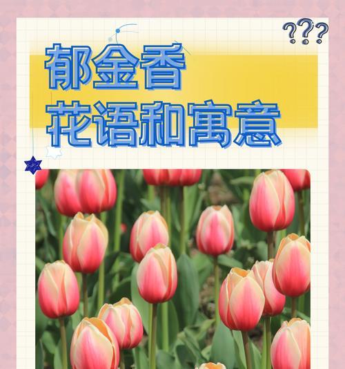 郁金百合传递了哪些美好寓意？