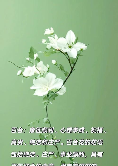 优雅浪漫的花语是什么意思？哪些花语表达了优雅浪漫？
